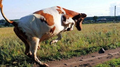На Лисянщині корова насмерть забила літню жінку
