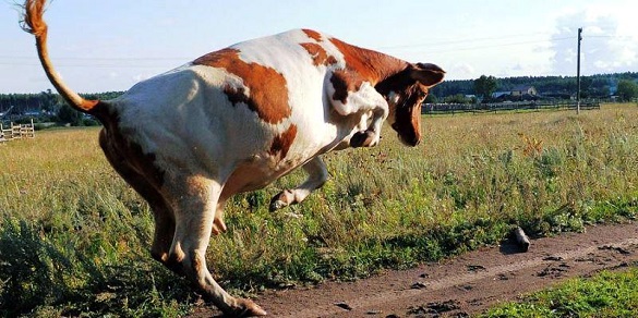 На Лисянщині корова насмерть забила літню жінку