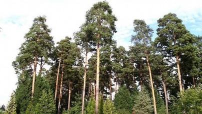 На Черкащині виступили проти передачі лісу в тимчасове приватне користування