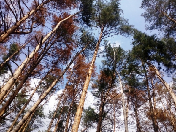 Черкаські ліси всихають на площі понад 10 тис гектарів