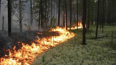 Через грибників на Чигиринщині трапляються по дві-три лісові пожежі на день