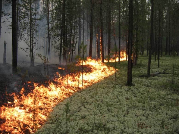 Через грибників на Чигиринщині трапляються по дві-три лісові пожежі на день