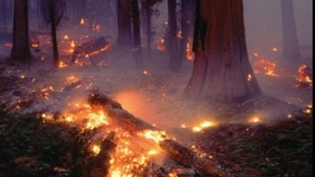 У лісових масивах Чорнявки зафіксовано шість пожеж за кілька днів