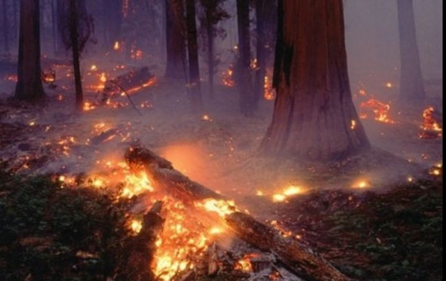 У лісових масивах Чорнявки зафіксовано шість пожеж за кілька днів