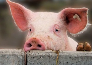 Два села на Черкащині потрапили в карантинну зону через чуму свиней