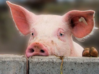 Два села на Черкащині потрапили в карантинну зону через чуму свиней