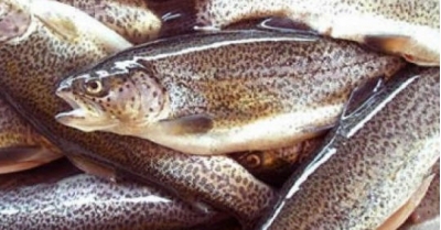 За шість рибин браконьєри сплатять понад 2 тис грн штрафу