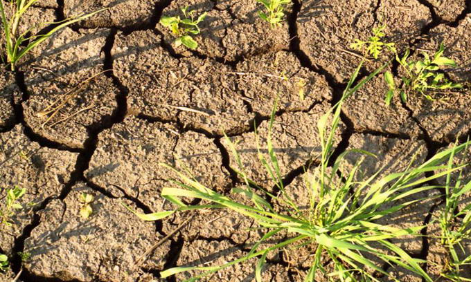 Засуха, стихійні лиха та весняні приморозки – І. Колодка про врожай цього року