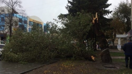 На ценральній вулиці Черкас на тротуар впало дерево