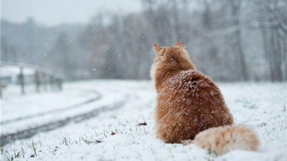 На Черкащині прогнозують посилення морозів, а вже за кілька днів – снігопади