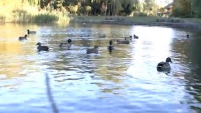 У черкаському парку оселилилися дикі качки