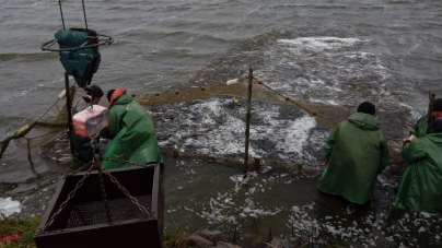 У Кременчуцьке водосховище сьогодні випустили 20 тонн малька товстолоба