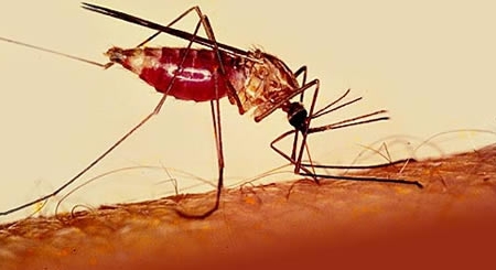 У Черкасах вперше зареєстровано хворого на тропічну малярію
