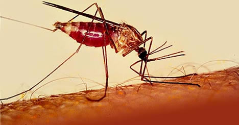 У Черкасах вперше зареєстровано хворого на тропічну малярію