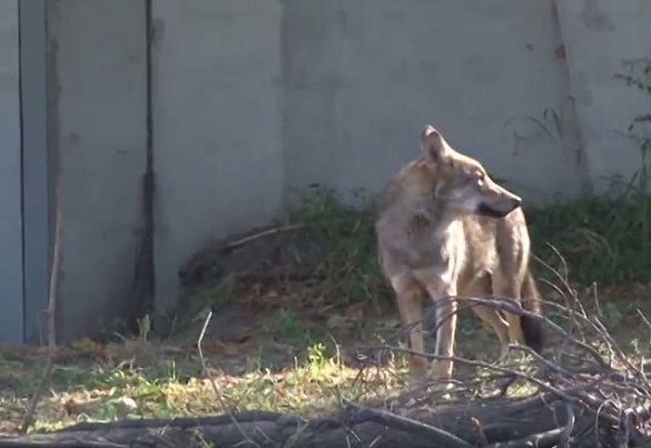 Зграя молодих вовків у зоопарку Черкас визначається з ватажком