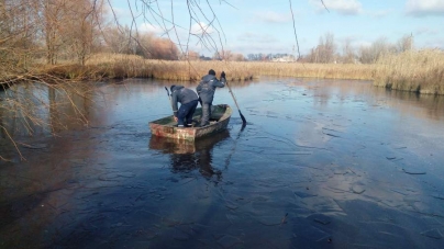 На Жашківщині врятували чотирьох лебедів