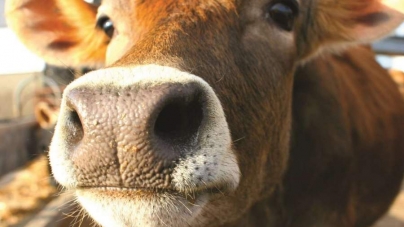 На Лисянщині виявили двох корів, хворих на сказ