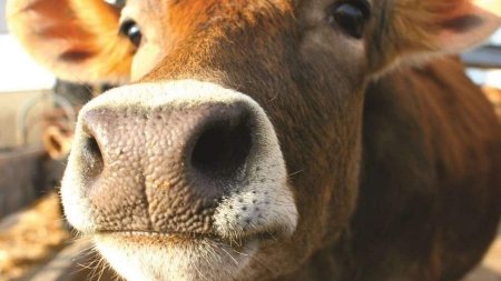 На Лисянщині виявили двох корів, хворих на сказ