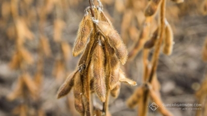 Урожай сої на Черкащині на 25 % гірший ніж торік