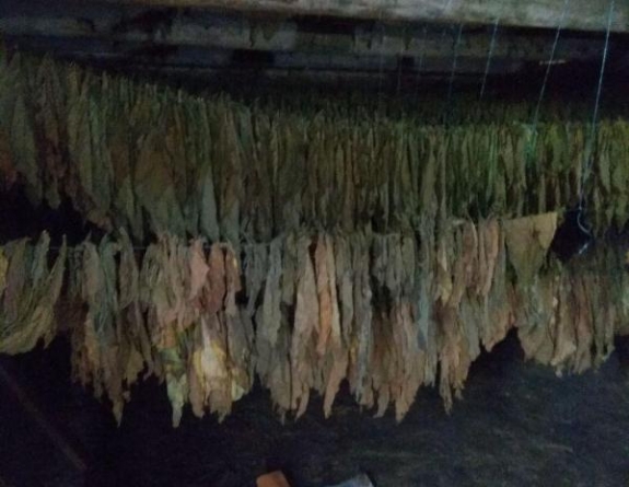 Нелегальне виробництво тютюну налагодив один з жителів Черкаського району