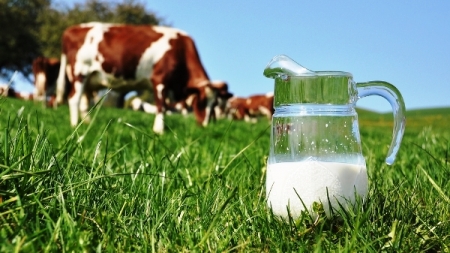 Черкащина на 8-му місці в Україні за виробництвом молока