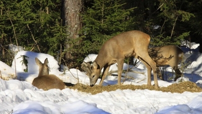 Мисливці Лисянщини заготовили звірям харчів на зиму