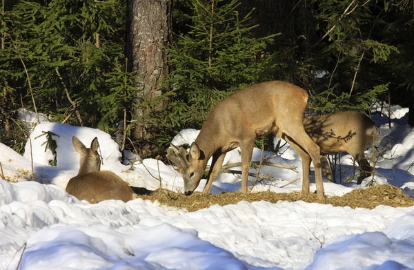 Мисливці Лисянщини заготовили звірям харчів на зиму