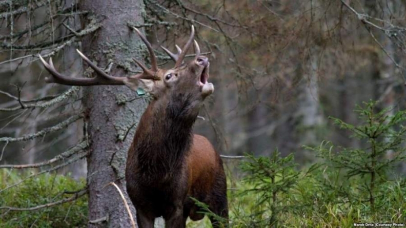 Вбивство трьох оленів у Мошнівському лісництві – під контролем прокуратури