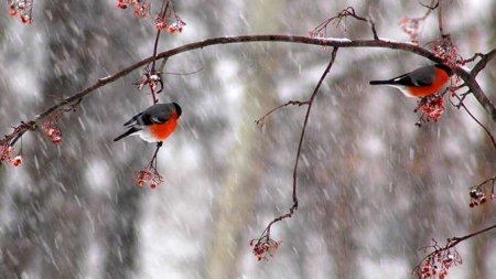 Похолодання і можливий мокрий сніг прогнозують синоптики на Черкащині