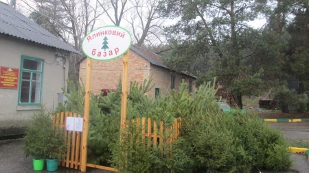 Плантації новорічних ялинок на Черкащині охороняють 72 бригади