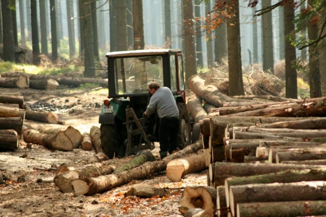 Жителя Чорнобаївщини судитимуть за незаконну порубку дерев у заказнику