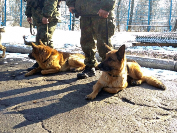 Собаки з Черкащини охоронятимуть спокій на Донеччині у новорічні свята