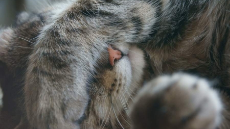 Черкаські ветеринари відмовилися присипляти кота, вилікували та шукають йому нову домівку