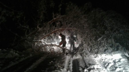 Понад 100 повалених дерев прибрали лісівники з траси Черкаси-Золотоноша