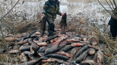 Півтори тонни риби браконьєри заховали в очереті