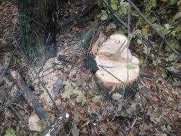 У Канівському районі незаконно зрубали 74 дерева