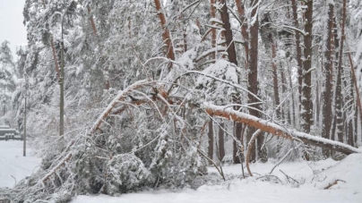 Ліси Черкаського району найбільше постраждали від сніголаму