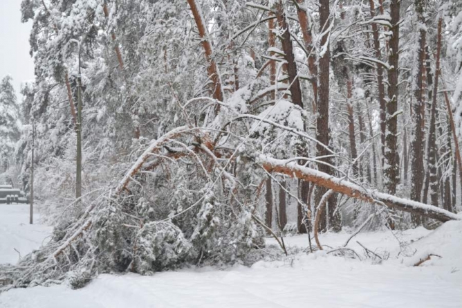 Ліси Черкаського району найбільше постраждали від сніголаму