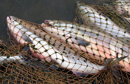 Браконьєри наловили риби на понад 12 тис гривень