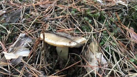 Через аномальну погоду на Черкащині з’явилися гриби
