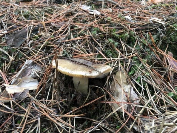 Через аномальну погоду на Черкащині з’явилися гриби