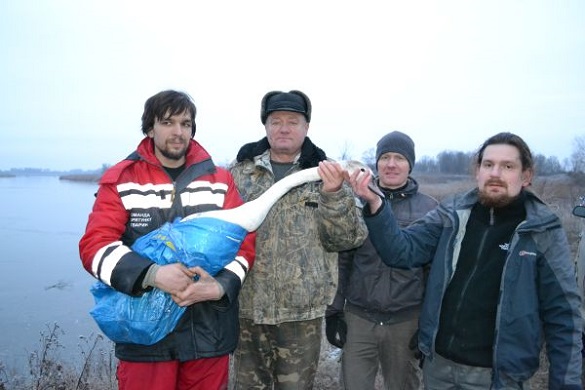 На Драбівщині врятували лебедя та віддали на проживання в “Межигір’я”