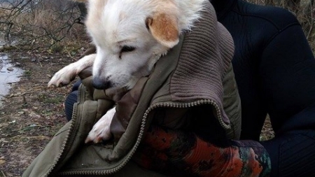 На озері в Смілі врятували собачку, яка близько доби сиділа на тонкій кризі