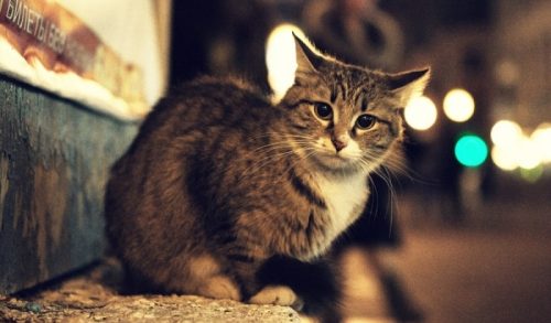 У Черкасах волонтери шукають домівки для безпритульних котів
