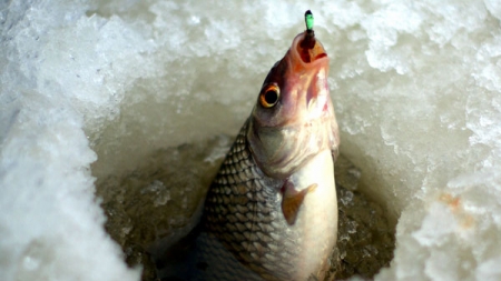 За січень браконьєри завдали шкоди рибним ресурсам Кременчуцького водосховища на майже 65 тис гривень