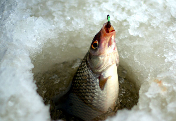 За січень браконьєри завдали шкоди рибним ресурсам Кременчуцького водосховища на майже 65 тис гривень