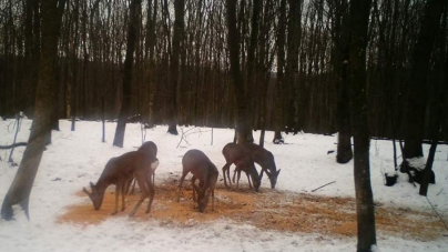 Єгері  Смілянського лісгоспу підгодовують диких тварин, щоб розвивати їхні популяції