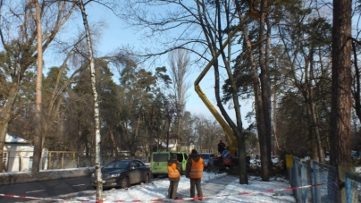 Аварійну обрізку дерев виконують біля Черкаської обласної лікарні