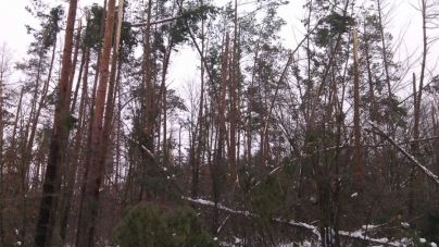 У Смілянському лісгоспі сніголам пошкодив ліс на  450 гектарах