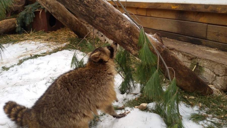 Новорічні ялинки та зламане негодою гілля стали в нагоді тваринам Черкаського зоопарку